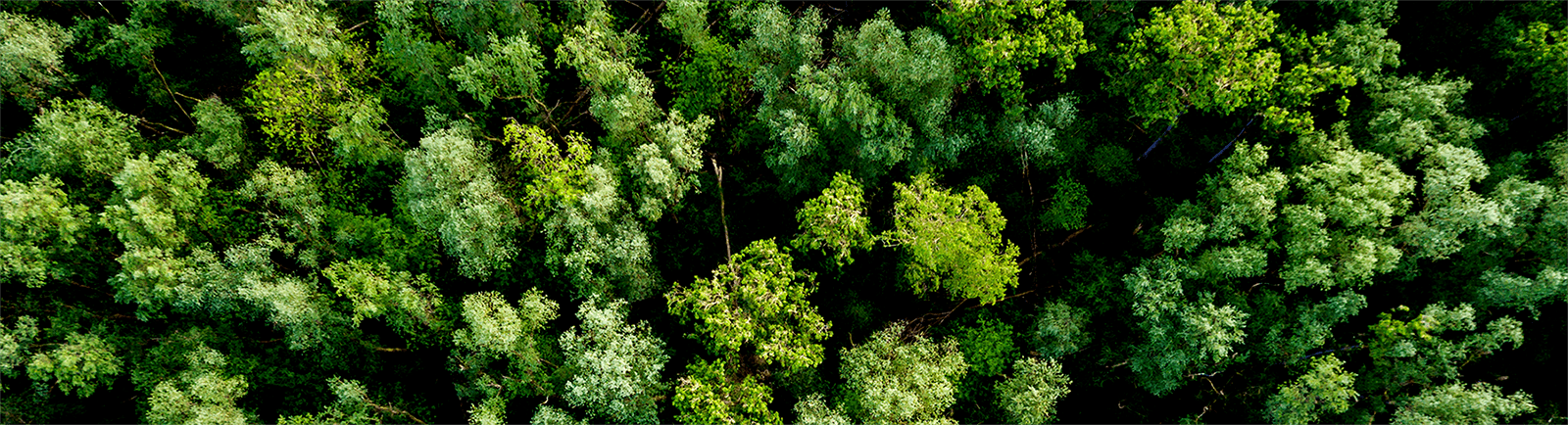 Birds eye view of a green forest
